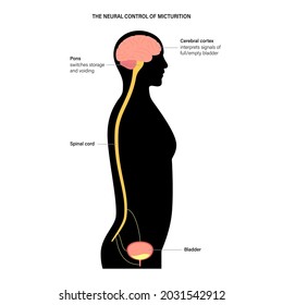 Die neuronale Miktion-Kontrollfunktion bei männlicher Silhouette. Signale vom Gehirn zur Blase im menschlichen Körper. Inkontinenzkrankheit und Harnwege. Rückenmark- und Nervenverbindungen Vektorgrafik