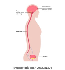 Die neuronale Miktion-Kontrollfunktion bei männlicher Silhouette. Signale vom Gehirn zur Blase im menschlichen Körper. Inkontinenzkrankheit und Harnwege. Rückenmark- und Nervenverbindungen Vektorgrafik