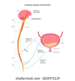 10 Sacral micturition center Images, Stock Photos & Vectors | Shutterstock