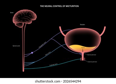 Micturition Neural Control Function. Signals From Brain To Bladder In Human Body. Incontinence Disease, Urinary System Concept. Spinal Cord And Nerves Connections Anatomical 3D Vector Illustration