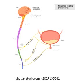 10 Sacral micturition center Images, Stock Photos & Vectors | Shutterstock