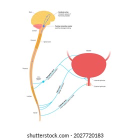 Micturition Neural Control Function. Signals From Brain To Bladder In Human Body. Incontinence Disease, Urinary System Concept. Spinal Cord And Nerves Connections Anatomical Flat Vector Illustration.