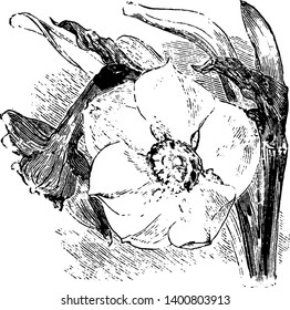 In mid to late spring, each stem of the poet's Narcissus bears one fragrant flower featuring a small yellow central cup with a red edge surrounded by white petals, vintage line drawing or engraving
