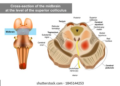 Midbrain or mesencephalon anatomy illustration. Cross-section of the midbrain at the level of the superior colliculus svg