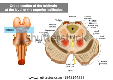 Midbrain or mesencephalon anatomy illustration. Cross-section of the midbrain at the level of the superior colliculus