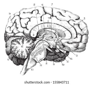 Middle and anterior-posterior section of the brain, vintage engraved illustration. Usual Medicine Dictionary by Dr Labarthe - 1885. 