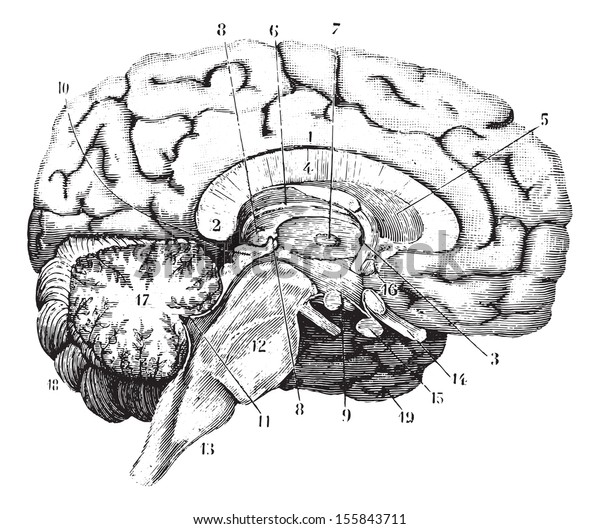 脳の中部と前後部 ビンテージ彫刻イラスト ラバルツ博士の普通医学辞典 15年 のベクター画像素材 ロイヤリティフリー
