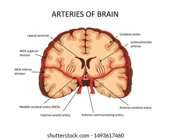 Middle cerebral artery. Arteries of brain