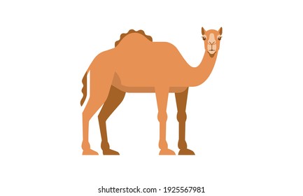 Middle East native animal dromedary camel (Camelus dromedarius) side angle view, flat style vector illustration isolated on white background