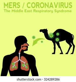 The middle east respiratory syndrome disease transfer vector diagram