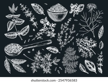 Conjunto de bocetos de especias de Oriente Medio. Perejil, tomillo, comino, laurel, menta, salvia, tiza de cilantro. Especias de cocina Ilustración vectorial dibujada a mano. NO se ha generado IA