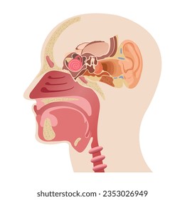 The middle part of the human head, the anatomy of the human nose, and the internal structure of the ears. Infographics of human sense organs and medicine