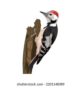 Middle spotted woodpecker bird vector