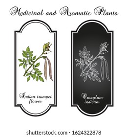 Midnight horror, or Indian trumpet flower, broken bones, tree of Damocles (Oroxylum indicum), medicinal plant. Hand drawn botanical vector illustration