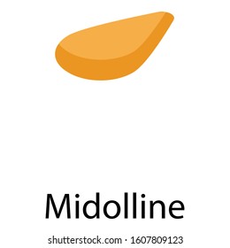 Midolline icon. Isometric of midolline vector icon for web design isolated on white background