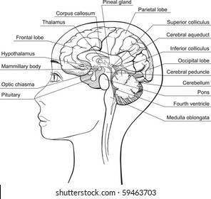 Brain Human Anatomy Stock Vectors Images Vector Art