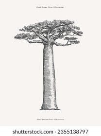Mighty baobab in engraving style. Hand-drawn giant african savannah plant. Vintage botanical illustration on a light isolated background. 