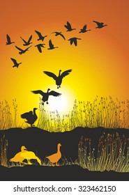 Migrating geese at sunset