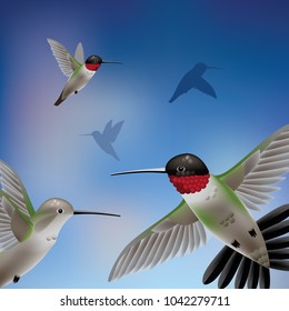 Migrating male   female Ruby throated Hummingbirds against blue sky  EPS10 vector illustration 