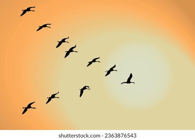Migration of cranes, goose. Birds cranes flying of sunset.
