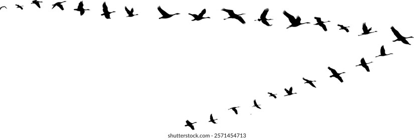 Migratory birds fly in formation - Nature and wildlife - Wild geese in flight - Design element isolated