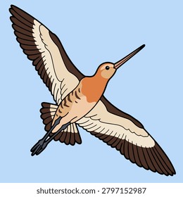 Migratory godwit bird flying in mid-air with outspread wings against a clear blue sky background, vector illustration