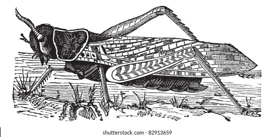 Migratory locust, Locusta migratoria, Acridium migratorium, Acridium plorans, Pachytylus australis, Pachytylus migratorius or Pachytylus migratorioides, vintage engraving. Trousset 1886 - 1891