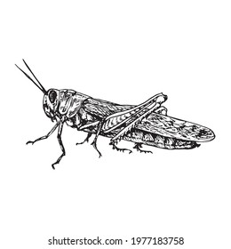 Migratory locust (Locusta migratoria) sitting side view,  gravure style ink drawing illustration isolated on white