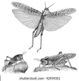 Migratory locust (Oedipoda migratoria) / vintage illustration from Meyers Konversations-Lexikon 1897