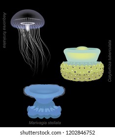 Mild Stinger Jellyfish Set Aequorea Cartoon Vector Illustration