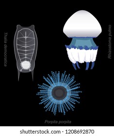 Mild Stinger Jellyfish Set Porpita Cartoon Vector Illustration