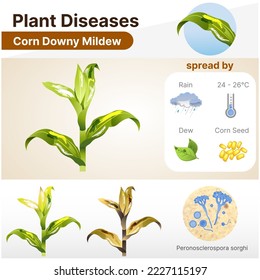  mildew on corn leaves is pale yellow, especially on the top leaves or stripes of light green and dark green. In the morning, the fungi are often found. Appearance as a large amount of white powd