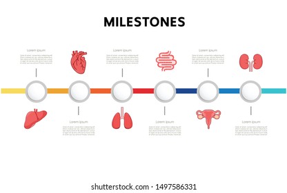 Milestone internal organs of the human infographic. Vector illustration