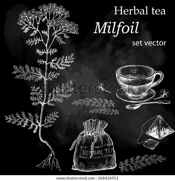 Milfoil Botanical Drawing Herbal Tea Set Stock Vector (Royalty Free
