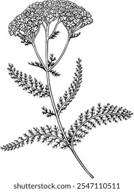 Milfoil Plant with Flowers Outline Illustration