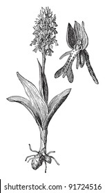 Military Orchid - Orchis Militaris (Medicinal plant) - Vintage illustration from Meyers Konversations-Lexikon 1897