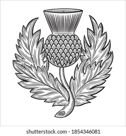 Military scottish thistle emblem badge design, in hand drawn style