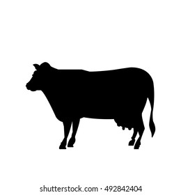 Milk Cow Domestic Animal Sign