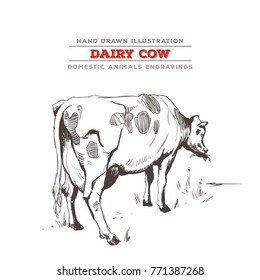 Milk cow seen from semi-rear, vector illustration. Realistic hand drawing.