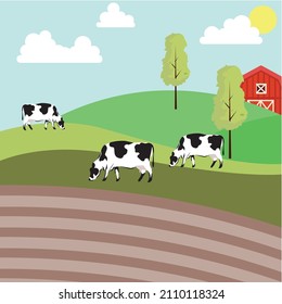 Milk cows grazing in pasture, eating grass. Farm domestic animals, heifers in grassland. Free-range cattle on farmland. Country field. Rural landscape. Flat vector illustration of countryside ranch