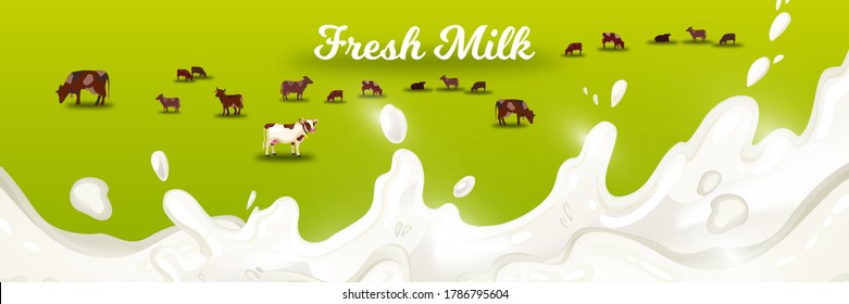 Milk farm vector illustration with grazing cows on green meadow with white splash. Agricultural farming concept with field, livestock, milk, cream. Rural horizontal banner for fresh dairy products