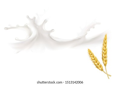 the milk flowing, in motion, splashing milk isolated vector spikelet wheat