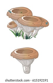milk mushroom Vector cartoon illustration