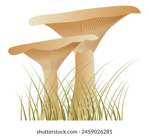 Milk mushrooms in grass in flat design. Wild seasonal forest fungus. Vector illustration isolated.