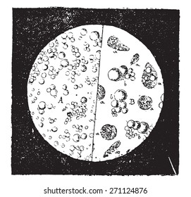 Milk seen under a microscope, vintage engraved illustration. Industrial encyclopedia E.-O. Lami - 1875. 