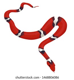 Milk snake isolated on a white background. Vector graphics.