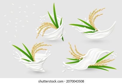 Milk splashes with ripe ears of rice, white grains isolated on gray background. Realistic vector illustration.