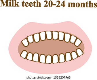 Milk teeth 20-24 months. Graphic illustration. Hand drawing, contour of symbol. Medicine and science, human anatomy simple