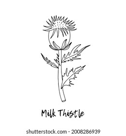 Milk Thistle. Ayurveda. Natural herbs. Ayurvedic herbs, medicines. The style of doodles. Medicines for health from plants. Herbal illustration. A medicinal plant.