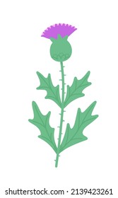 Milk thistle flower bud on a stem with leaves. Vector flat illustration isolated on white.